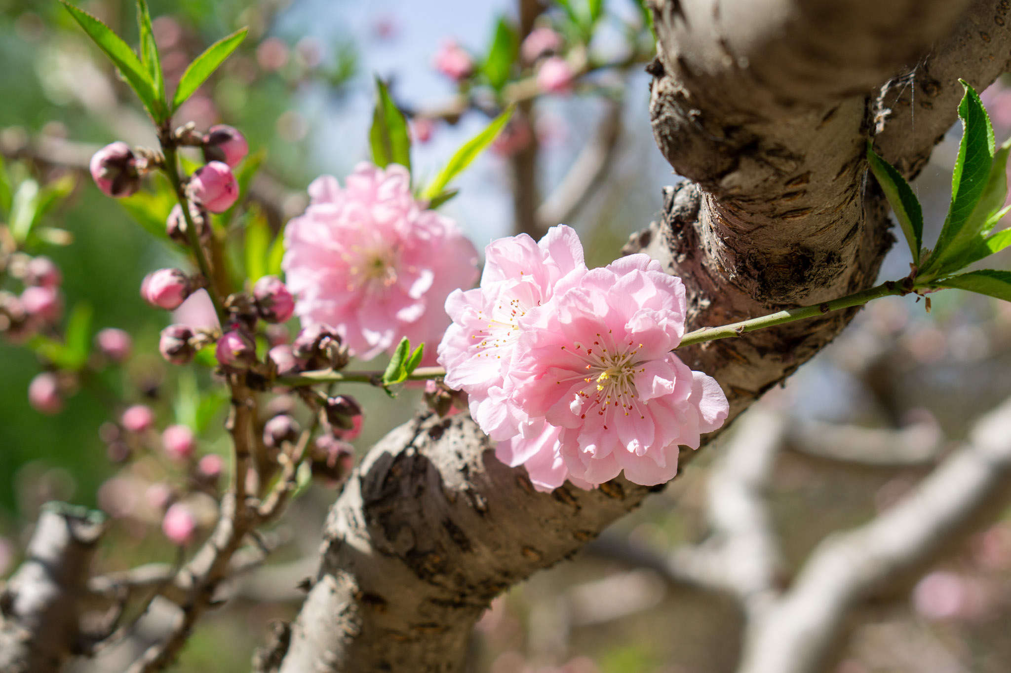Composition Through My Lens: Using Centered Composition to Create Balanced Frames