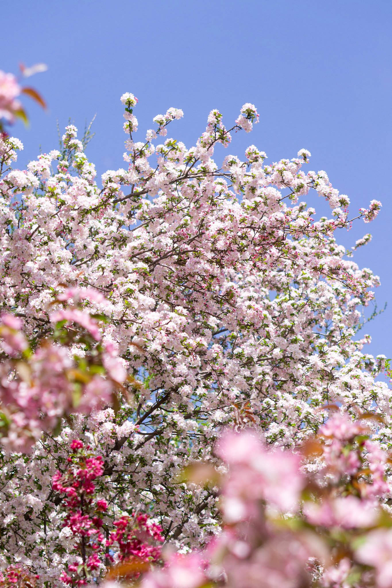 Haitang Huaxi in Beijing: Crabapple Blossoms at Yuan Dadu City Wall Ruins Park (Photo Collection)