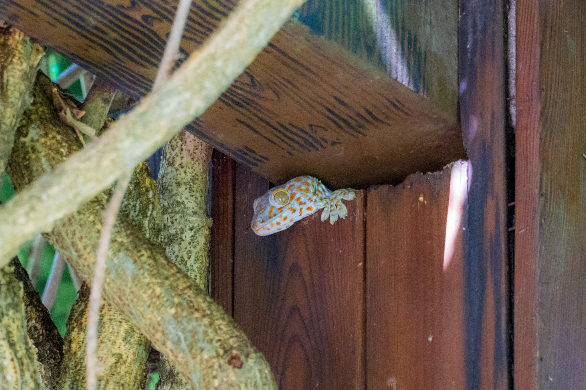 Xishuangbanna, Yunnan: A Tropical Nature & Dai Culture Photo Collection