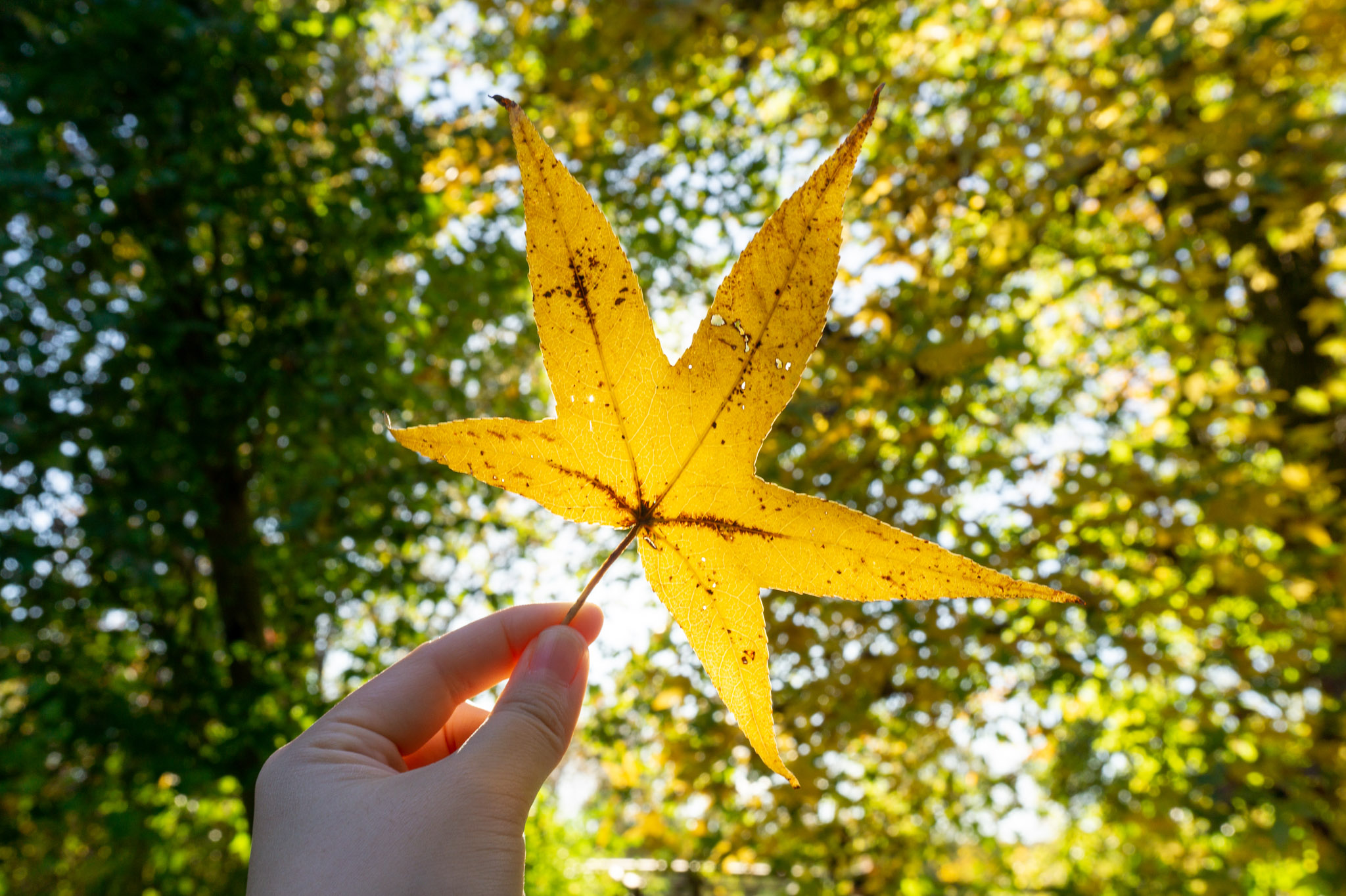 When a Camera Is Better Than a Phone: 4 Travel Photography Situations