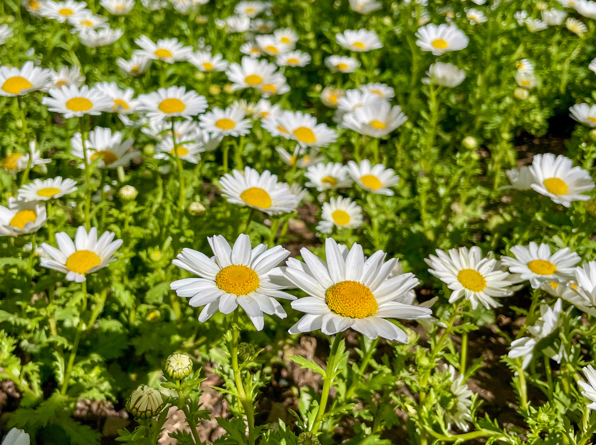 4 Actionable Flower Photography Tips for Better Blossom Photos