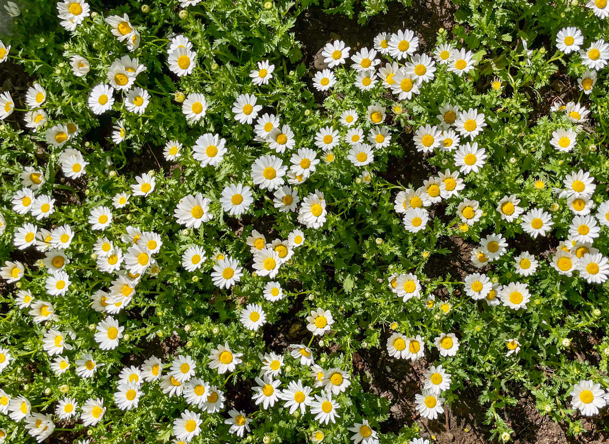 Spring Blossoms Over the Years: A Flower Photo Collection