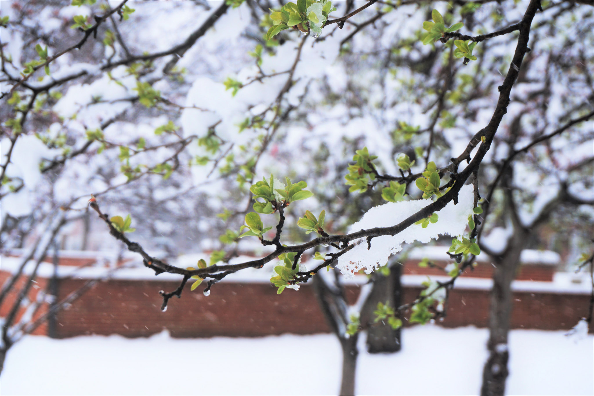 Fresh green buds and snow-covered branches during a spring snowstorm, with a red brick wall and trees blurred in the background.