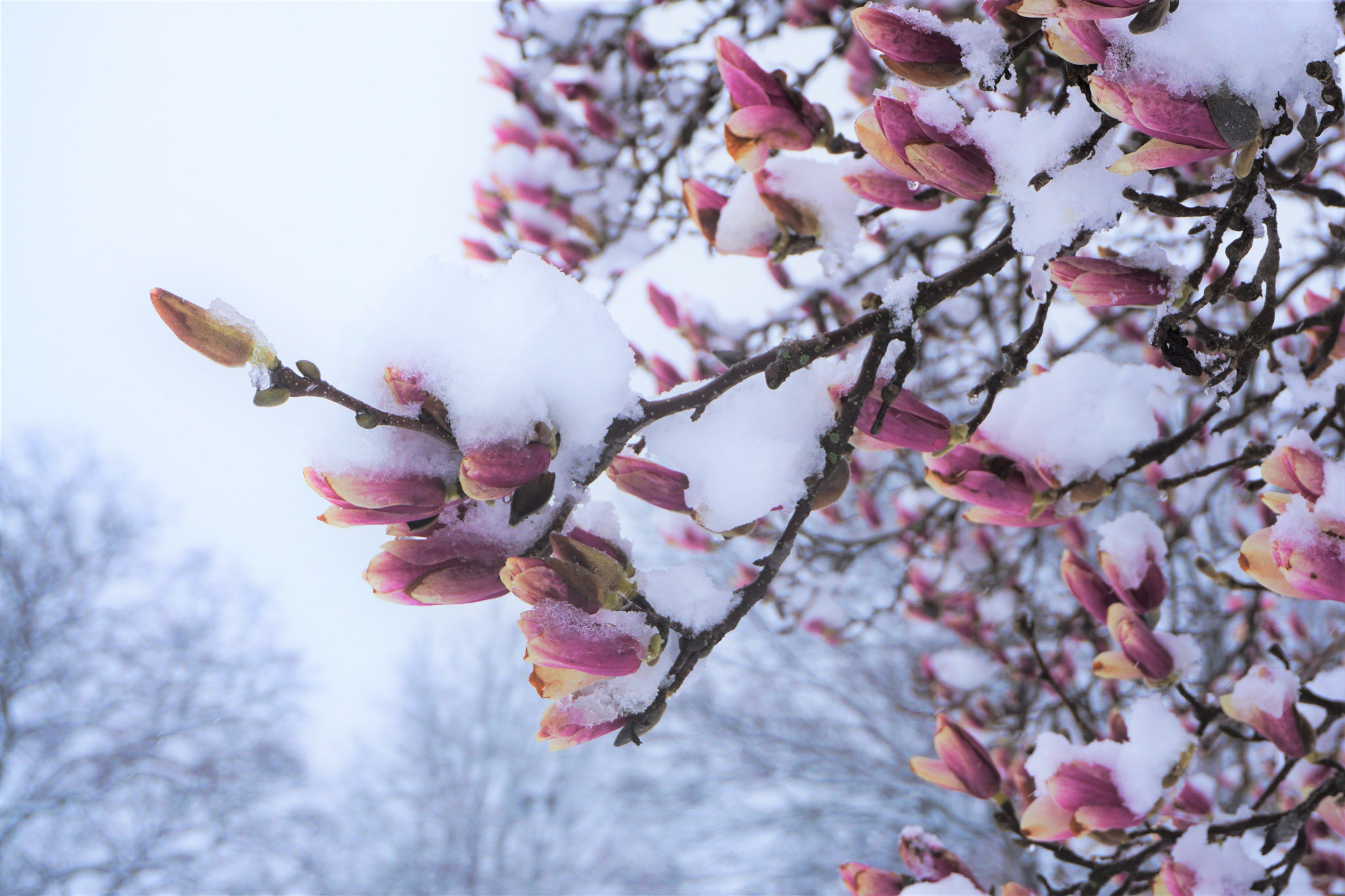 Pink magnolia buds covered in fresh snow during a spring snowstorm, with bare trees softly blurred in the background.