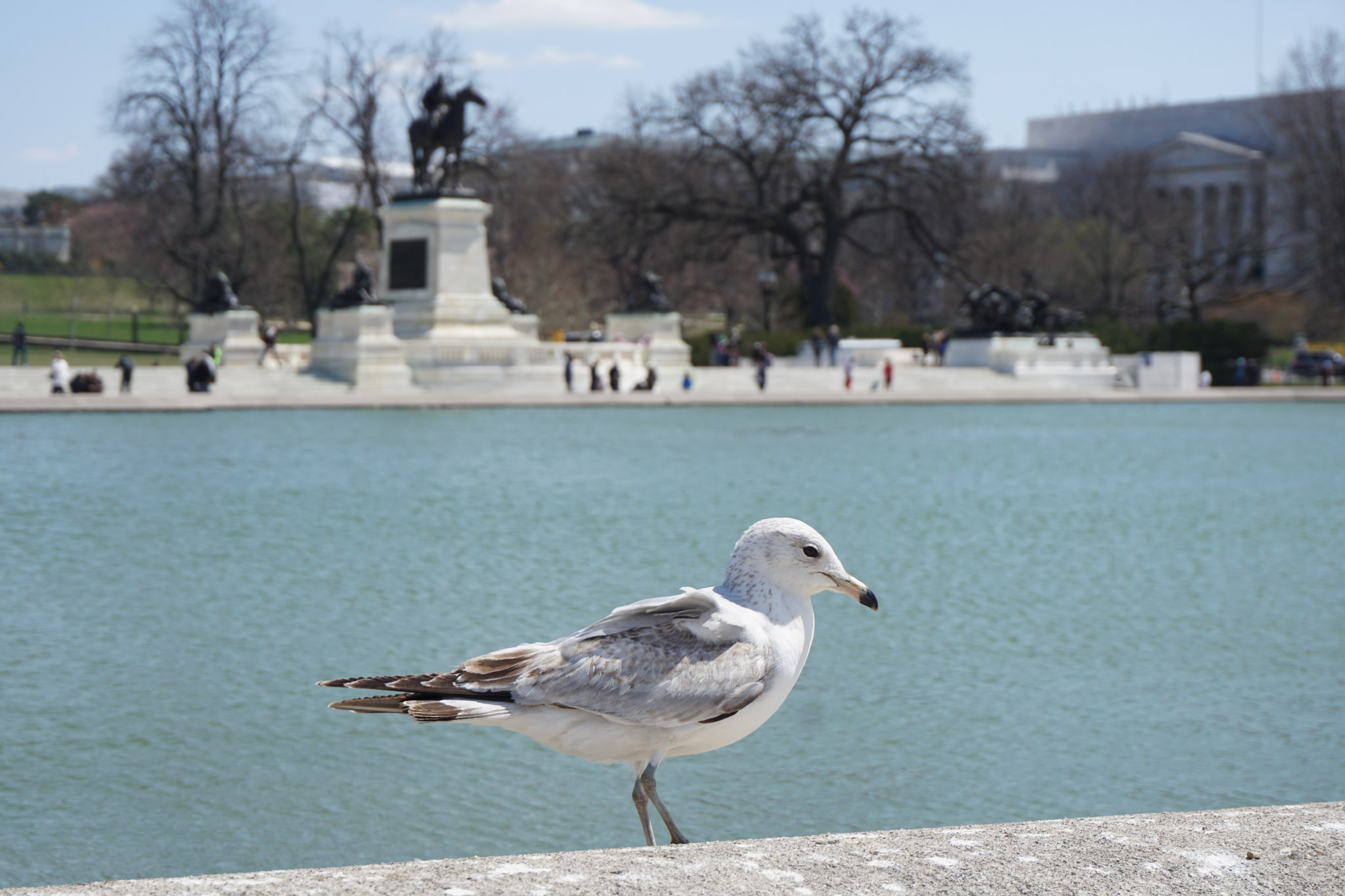 A seagull standing by the reflecting pool near the U.S. Capitol grounds in Washington, DC, with a blurred memorial and trees in the background.