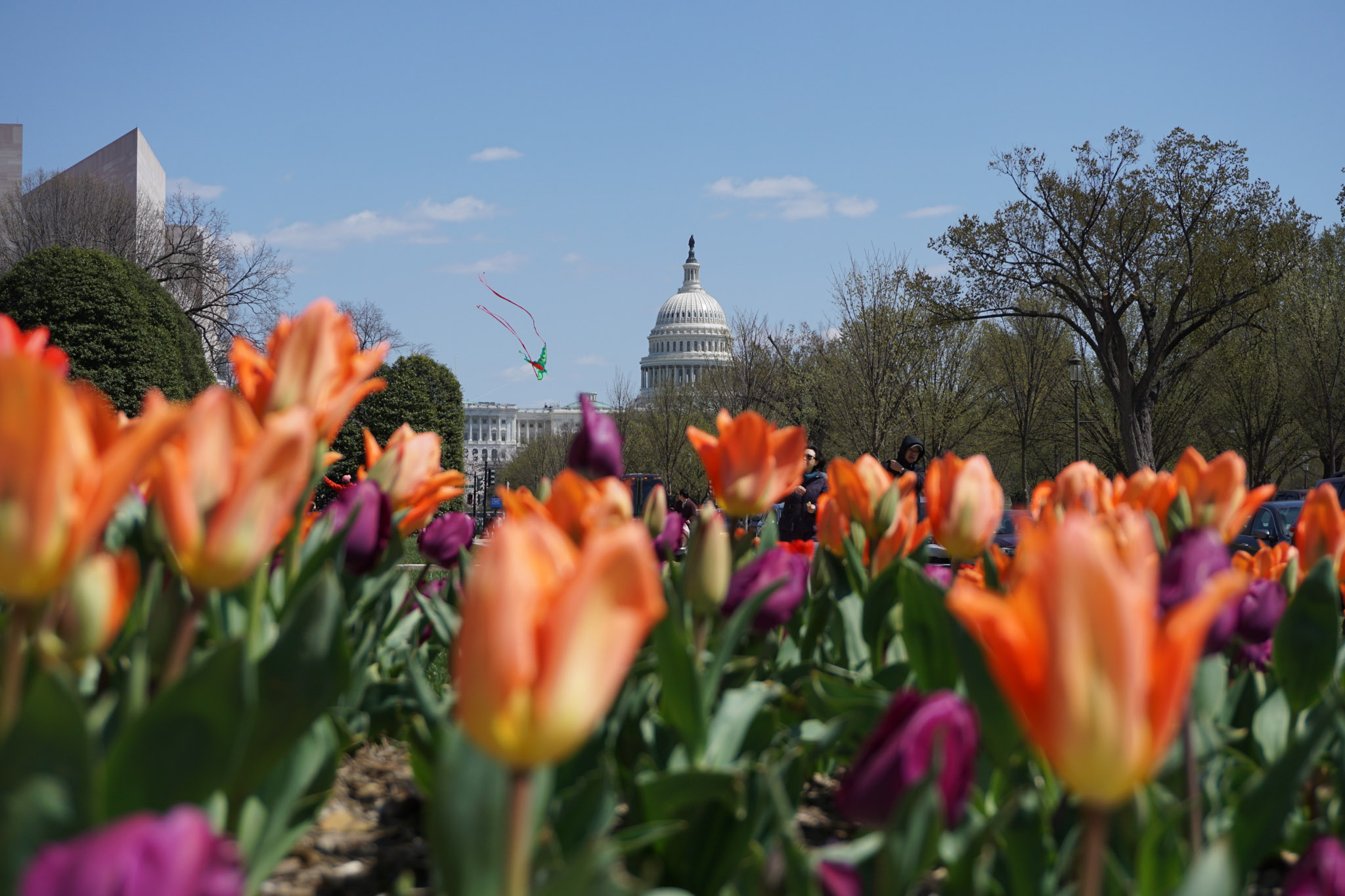 Orange and purple tulips in the foreground with the U.S. Capitol dome in the distance on a bright spring day in Washington, DC.