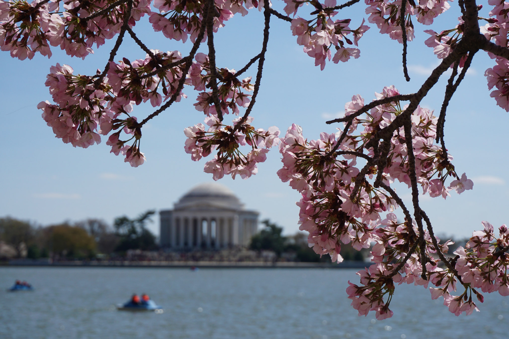 Pink cherry blossoms in sharp focus over the Tidal Basin in Washington, DC, with the Jefferson Memorial softly blurred in the background.