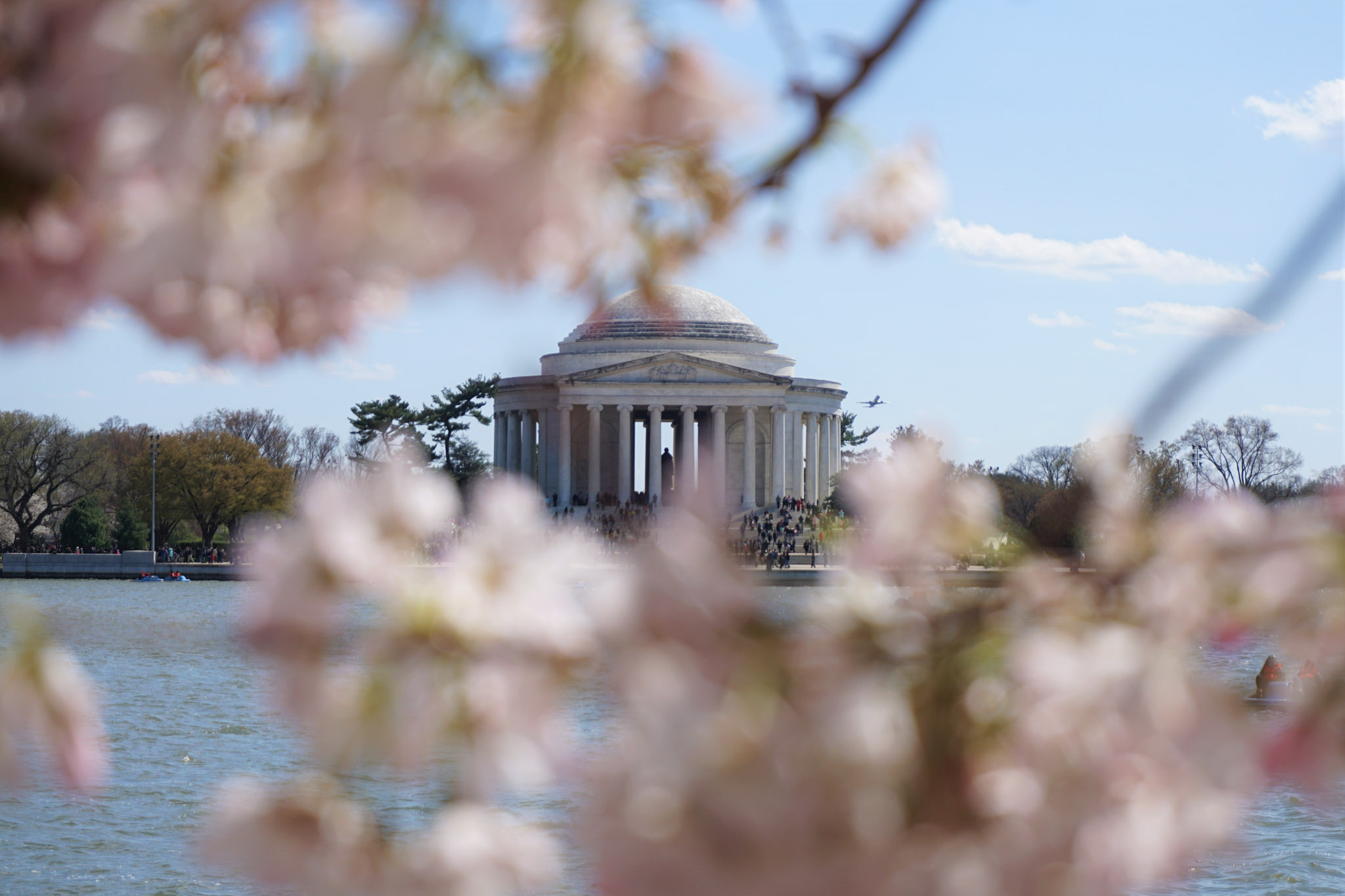 Cherry blossoms along the Tidal Basin in Washington, DC, with the Jefferson Memorial in the background on a clear spring day.