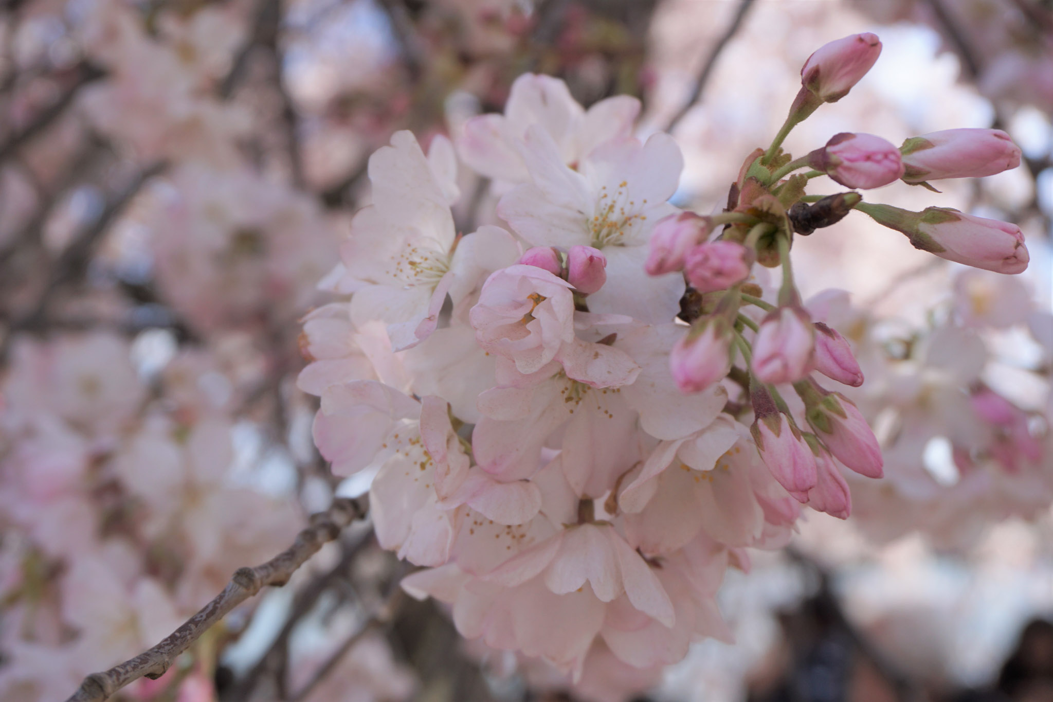 A close-up of pale pink cherry blossoms and unopened buds on a branch, with soft spring blooms filling the blurred background.
