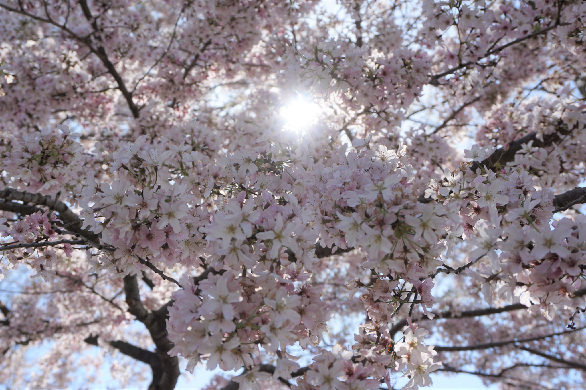Sunlight pours through soft pink cherry blossoms in full bloom, creating a bright spring canopy of petals and branches overhead.