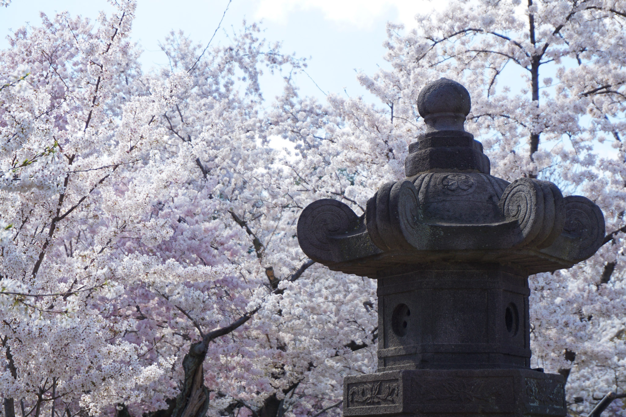A traditional Japanese stone lantern stands in the foreground, framed by soft pink cherry blossoms in full bloom during spring in Washington, DC.