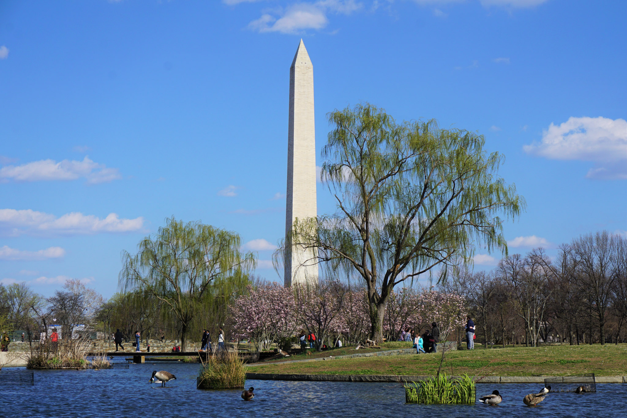 The Washington Monument rises above a pond and budding trees on a bright spring day in Washington, DC, with blue skies and light clouds overhead.