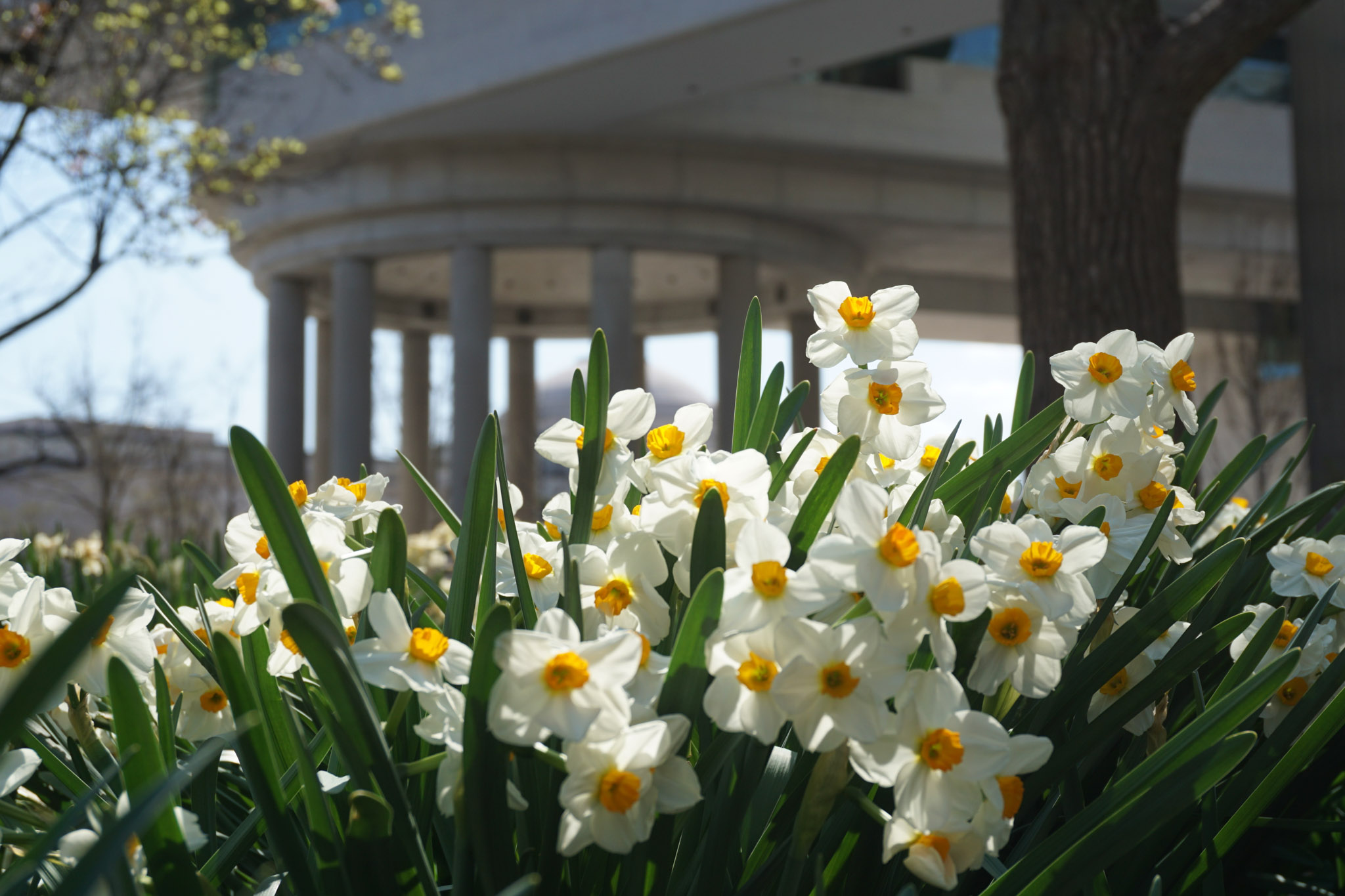 White daffodils with yellow centers blooming along a Washington, DC street, with a columned building softly blurred in the background.