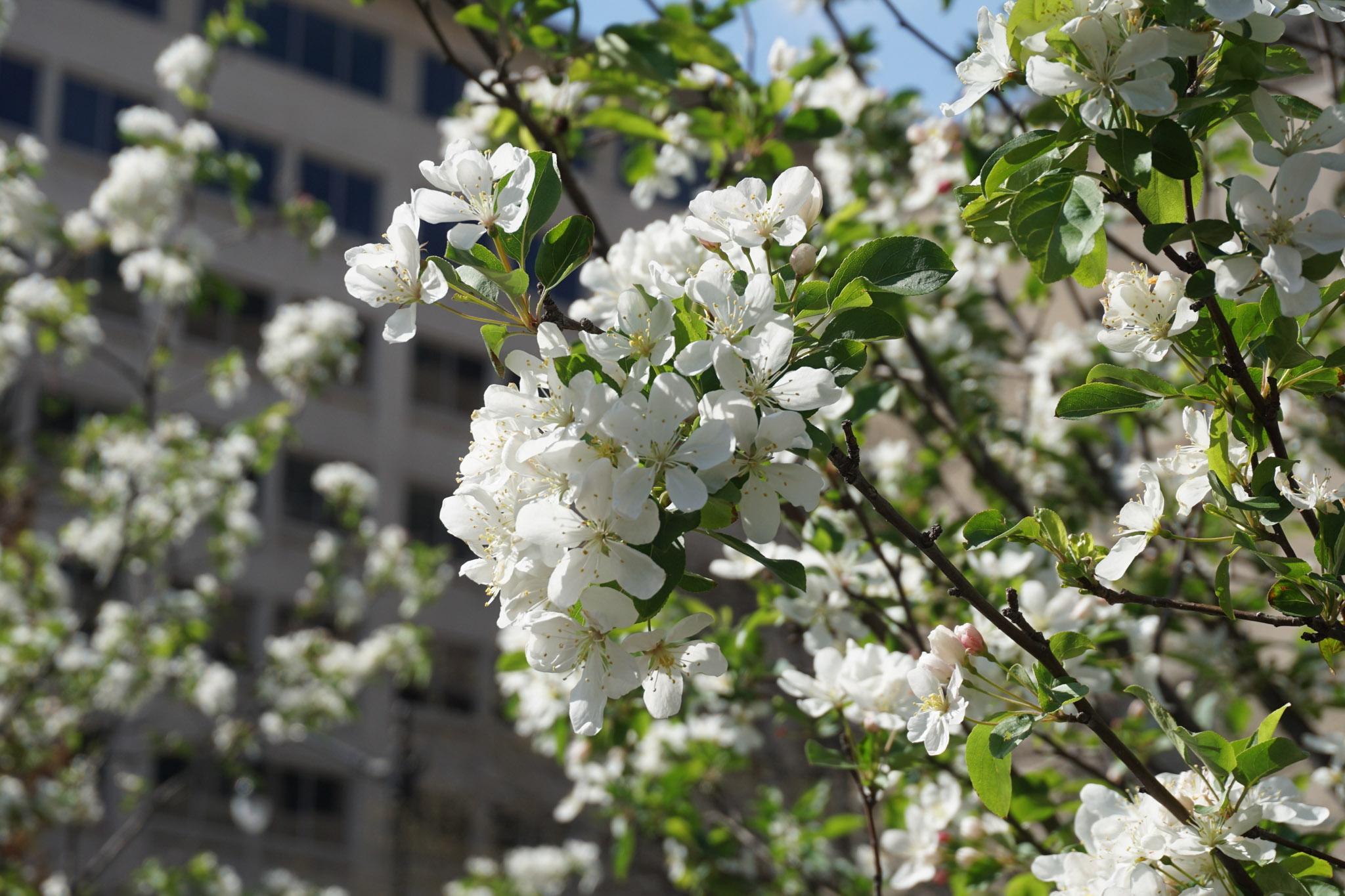 White spring blossoms in bright sunlight, with green leaves and a softly blurred city building in the background.