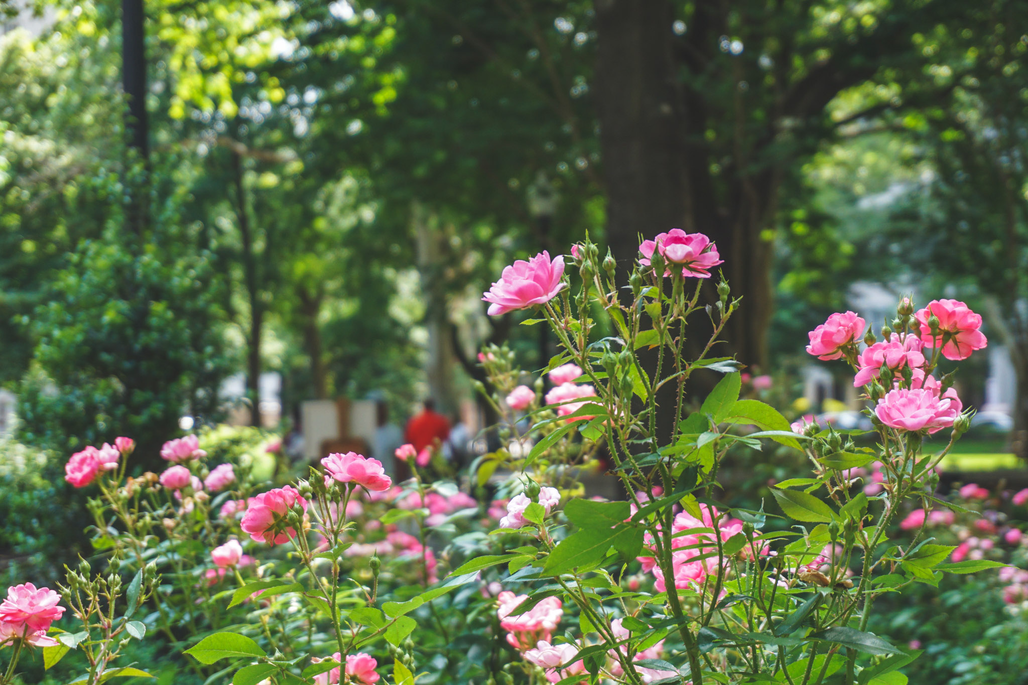 Pink roses blooming in a lush city park garden, with soft green trees and a blurred background creating a peaceful summer street-side scene.
