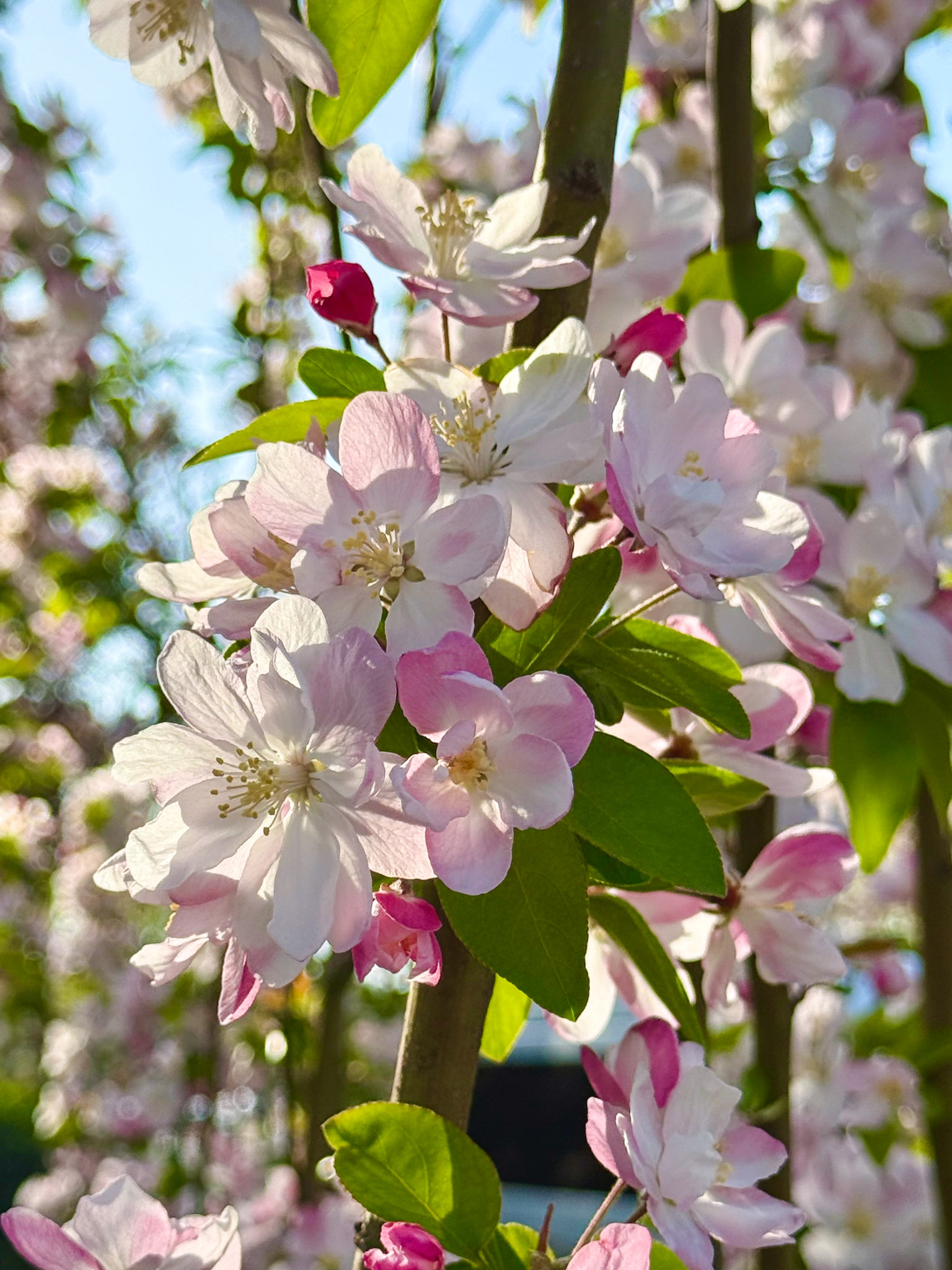 Flower Photography Tips: 3 Things to Check Before You Shoot