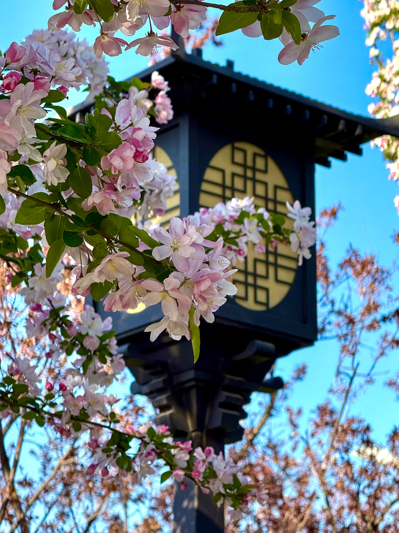 Beijing Flower Memories: A Spring Blossom Photo Collection